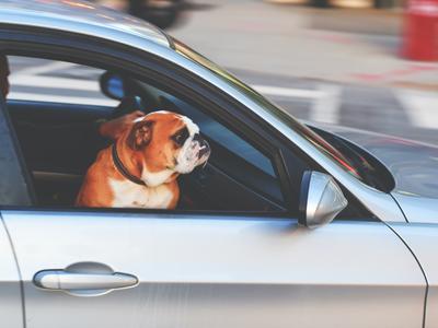 Traveling with Your Best Furry Friend: How to Choose the Perfect Dog-Friendly Rental Car