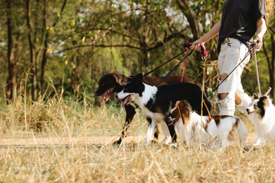 Person walking dogs