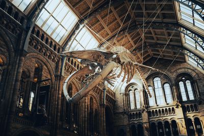 A blue whale skeleton hanging from the ceiling