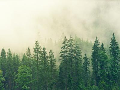 The Best Ways To Reduce Carbon Emissions Including Sharing Your Car!