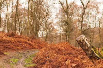 Autumn woodland