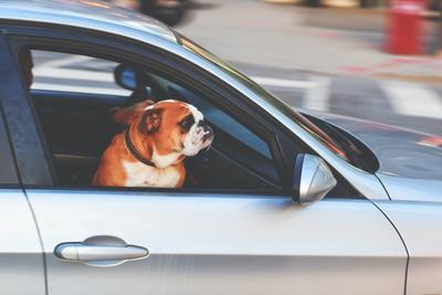 Traveling with Your Best Furry Friend: How to Choose the Perfect Dog-Friendly Rental Car